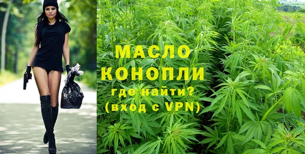 сатива Новозыбков