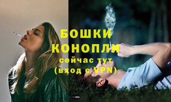 сатива Новозыбков
